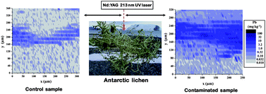 Graphical abstract: Biomonitoring of lead in Antarctic lichens using laser ablation inductively coupled plasma mass spectrometry