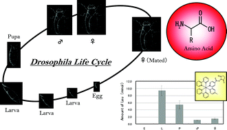 Graphical abstract: Quantitative analysis of branched amino acids in a single fruit fly by LC-ICP-MS after pre-column derivatization with a metal tag reagent