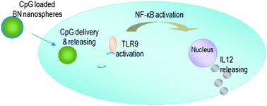 Graphical abstract: BN nanospheres as CpG ODN carriers for activation of toll-like receptor 9