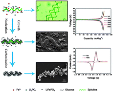 Graphical abstract: Biotemplating of phosphate hierarchical rechargeable LiFePO4/C spirulina microstructures