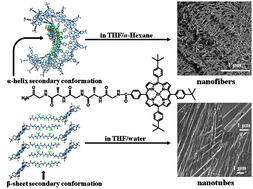Graphical abstract: Morphology and chirality controlled self-assembled nanostructures of porphyrin–pentapeptide conjugate: effect of the peptide secondary conformation