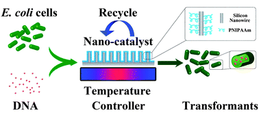 Graphical abstract: “Nano-catalyst” for DNA transformation