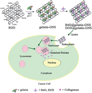 Graphical abstract: Green and facile synthesis of highly biocompatible graphene nanosheets and its application for cellular imaging and drug delivery