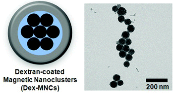 Graphical abstract: Dextran-coated magnetic nanoclusters as highly sensitive contrast agents for magnetic resonance imaging of inflammatory macrophages