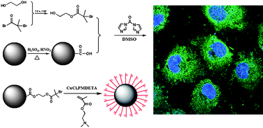Graphical abstract: Cationic polymer brush grafted-nanodiamond via atom transfer radical polymerization for enhanced gene delivery and bioimaging