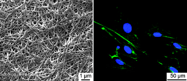 Graphical abstract: Fabrication, microstructure, and BMP-2 delivery of novel biodegradable and biocompatible silicate–collagen hybrid fibril sheets