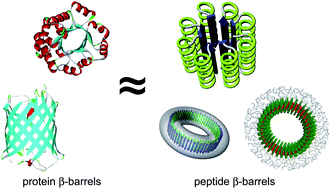 Graphical abstract: Toroidal β-barrels from self-assembling β-sheet peptides