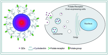 Graphical abstract: γ-Cyclodextrin–folate complex-functionalized quantum dots for tumor-targeting and site-specific labeling