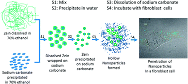 Graphical abstract: Hollow nanoparticles from zein for potential medical applications