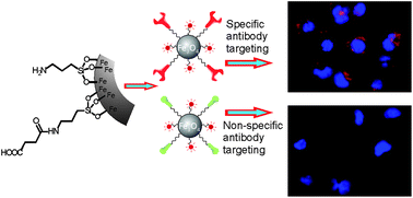 Graphical abstract: Multifunctional Fe3O4 nanoparticles for targeted bi-modal imaging of pancreatic cancer