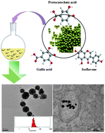 Graphical abstract: Green synthesis of phytochemical-stabilized Au nanoparticles under ambient conditions and their biocompatibility and antioxidative activity