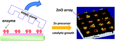 Graphical abstract: Direct enzyme patterning with microcontact printing and the growth of ZnO nanoparticles on the catalytic templates at room temperature