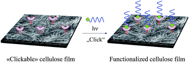 Graphical abstract: Highly efficient and straightforward functionalization of cellulose films with thiol-ene click chemistry