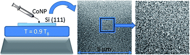 Graphical abstract: Large 2D self-assembled domains of cobalt nanoparticles onto silicon wafers