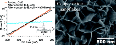 Graphical abstract: Copper oxide nanoflakes as highly sensitive and fast response self-sterilizing biosensors