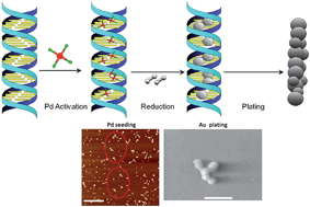 Graphical abstract: Rapid metallization of lambda DNA and DNA origami using a Pd seeding method