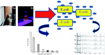 Graphical abstract: Quantifying the degradation of extracellular polysaccharides of Escherichia coli by CdS quantum dots