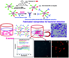 Graphical abstract: Detection of total count of Staphylococcus aureus using anti-toxin antibody labelled gold magnetite nanocomposites: a novel tool for capture, detection and bacterial separation