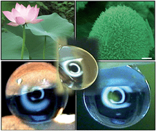 Graphical abstract: Anomalous adhesive superhydrophobicity on aligned ZnO nanowire arrays grown on a lotus leaf