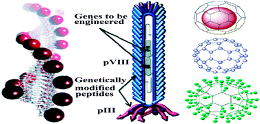 Graphical abstract: Materials design using genetically engineered proteins