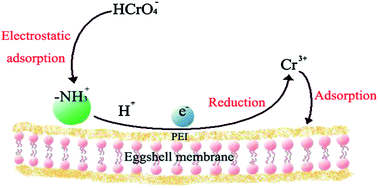 Graphical abstract: Polyethyleneimine modified eggshell membrane as a novel biosorbent for adsorption and detoxification of Cr(VI) from water