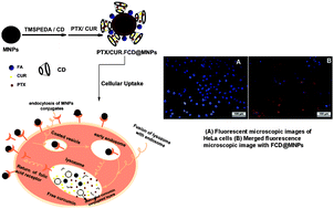 Graphical abstract: Targeted coadministration of sparingly soluble paclitaxel and curcumin into cancer cells by surface engineered magnetic nanoparticles