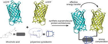 Graphical abstract: Strong supramolecular control over protein self-assembly using a polyamine decorated β-cyclodextrin as synthetic recognition element