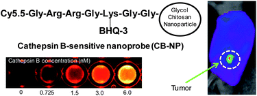 Graphical abstract: Cathepsin B-sensitive nanoprobe for in vivo tumor diagnosis