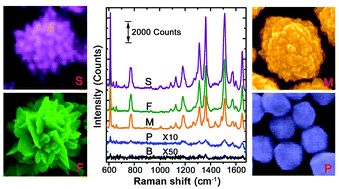 Graphical abstract: Interface synthesis of gold mesocrystals with highly roughened surfaces for surface-enhanced Raman spectroscopy