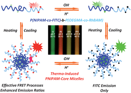 Graphical abstract: Ultrasensitive ratiometric fluorescent pH and temperature probes constructed from dye-labeled thermoresponsive double hydrophilic block copolymers