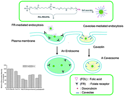 Graphical abstract: Targeted delivery of doxorubicin to human breast cancers by folate-decorated star-shaped PEG–PCL micelle