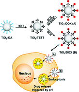 Graphical abstract: Highly water-dispersible TiO2 nanoparticles for doxorubicin delivery: effect of loading mode on therapeutic efficacy