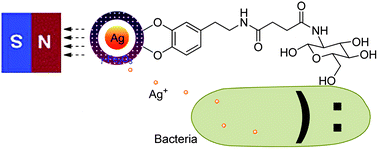 Graphical abstract: Multifunctional Ag@Fe2O3 yolk–shell nanoparticles for simultaneous capture, kill, and removal of pathogen