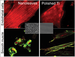Graphical abstract: Influence of titania nanotopography on human vascular cell functionality and its proliferation in vitro