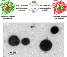 Graphical abstract: Wood cellulose-based polyelectrolyte complex nanoparticles as protein carriers