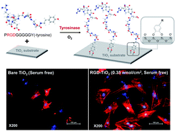 Graphical abstract: Facile surface immobilization of cell adhesive peptide onto TiO2 substrate via tyrosinase-catalyzed oxidative reaction