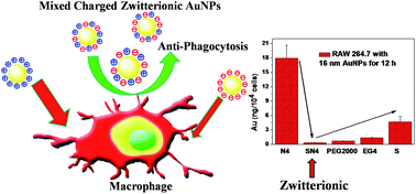 Graphical abstract: Minimizing nonspecific phagocytic uptake of biocompatible gold nanoparticles with mixed charged zwitterionic surface modification