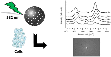 Graphical abstract: Incandescent porous carbon microspheres to light up cells: solution phenomena and cellular uptake