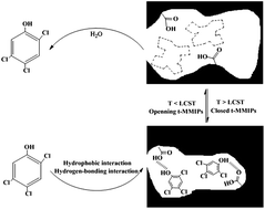 Graphical abstract: Selective recognition of 2,4,5-trichlorophenol by temperature responsive and magnetic molecularly imprinted polymers based on halloysite nanotubes