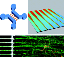 Graphical abstract: Axon diodes for the reconstruction of oriented neuronal networks in microfluidic chambers
