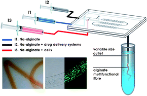 Graphical abstract: Optimised production of multifunctional microfibres by microfluidic chip technology for tissue engineering applications