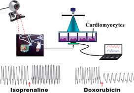 Graphical abstract: A cell-based biosensor for real-time detection of cardiotoxicity using lensfree imaging