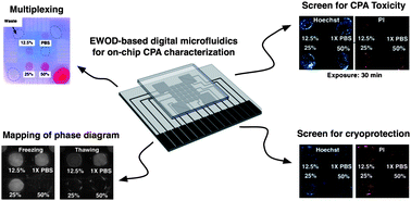 Graphical abstract: On-chip characterization of cryoprotective agent mixtures using an EWOD-based digital microfluidic device