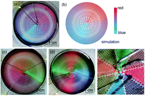 Graphical abstract: A radial microfluidic concentration gradient generator with high-density channels for cell apoptosis assay