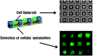 Graphical abstract: Micropatterns of double-layered nanofiber scaffolds with dual functions of cell patterning and metabolite detection