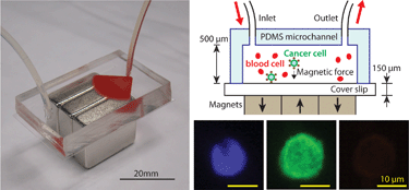 Graphical abstract: Microchip-based immunomagnetic detection of circulating tumor cells