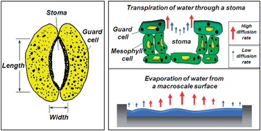 Graphical abstract: A bio-inspired micropump based on stomatal transpiration in plants