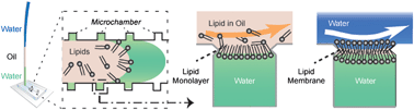 Graphical abstract: Microfluidic lipid membrane formation on microchamber arrays
