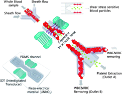 Graphical abstract: Separation of platelets from whole blood using standing surface acoustic waves in a microchannel