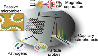 Graphical abstract: An integrated passive micromixer–magnetic separation–capillary electrophoresis microdevice for rapid and multiplex pathogen detection at the single-cell level